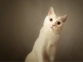 大の猫好き広告カメラマン　妻に勧められて２匹の愛猫を本気で撮り始めた