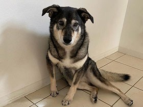 あとから来た後輩にゃんこを保護者として溺愛！　芸達者なMIX犬「マメ」