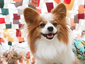 いつもニコニコ笑顔で港町をお散歩　パピヨンの「レン」