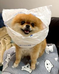 とっさの判断でレジ袋を被せられたぽちゃん／EBIKECHIさん（@ebikechi）提供