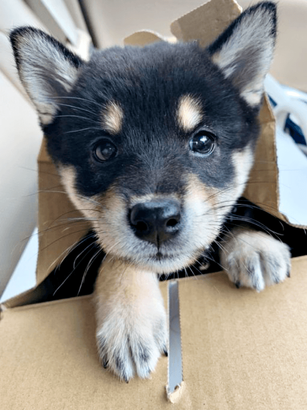 子犬時代、つぶらな瞳が愛らしい蘭ちゃん（画像提供：柴犬 蘭さん）