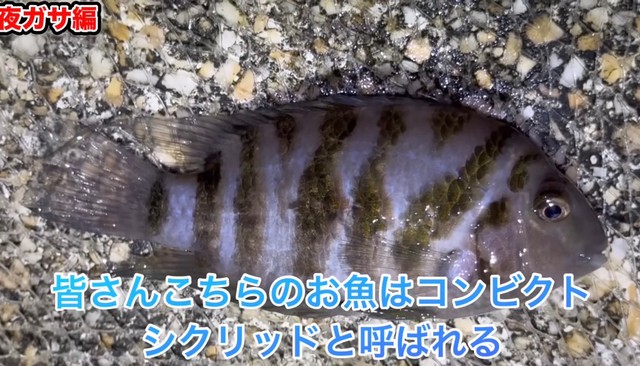 囚人服のような模様のコンビクトシクリッド／あらかわさん（@Arakawa455）提供