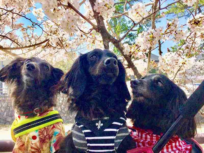 お友達もいっぱいできた