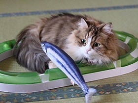 空き箱の居心地チェックは欠かしません　ミヌエットの「福」　