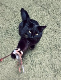 飼い主さんを監視する姿が一つ目モンスターみたいになっていた黒猫、スミちゃん（提供：サユヤスさん）