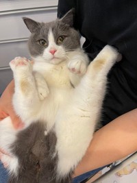 話題のタグ「#全米が泣いた股を開いたねこ選手権」にぴったりだった、まるくんの足ぱっかーん姿（提供：コテまるさん @mofu_kote）