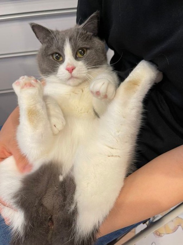 話題のタグ「#全米が泣いた股を開いたねこ選手権」にぴったりだった、まるくんの足ぱっかーん姿（提供：コテまるさん @mofu_kote）