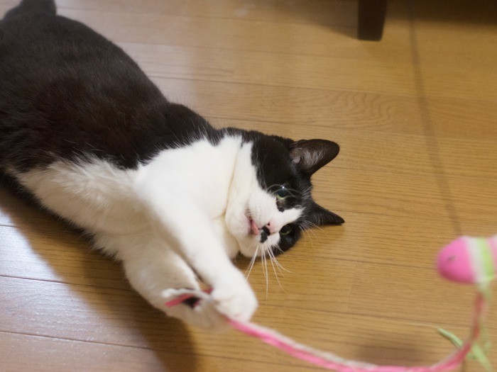 「魚の緑色さ、病院の帰りに買ったヨモギ入りたい焼きを思い出すね」（小林写函撮影）