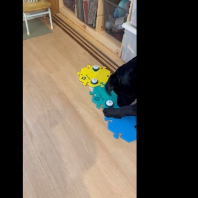 「パパ！」とボタンを押したうぶちゃん（画像提供：うぶ UBU ラブラドールレトリバーさん）