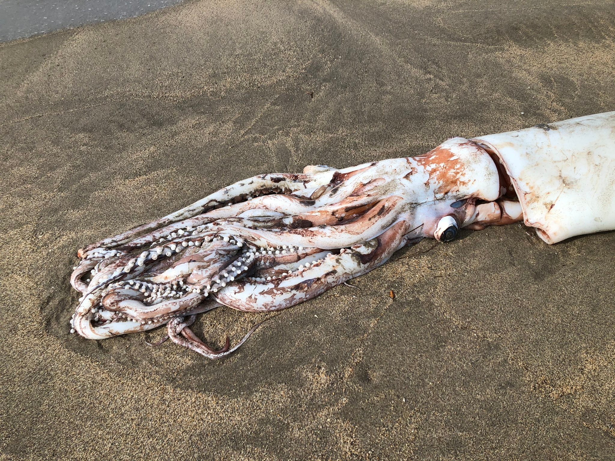 ダイオウイカ 味