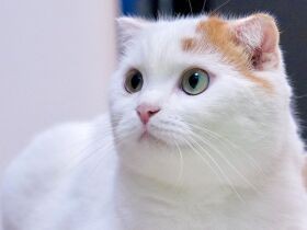 誰か一緒に遊びません？スコティッシュフォールド「カイザー」　