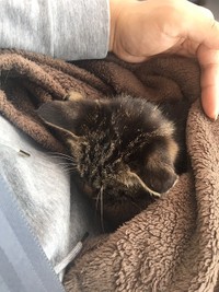 保護したばかりのチビ。なかなか食事も食べず命すら危なかった