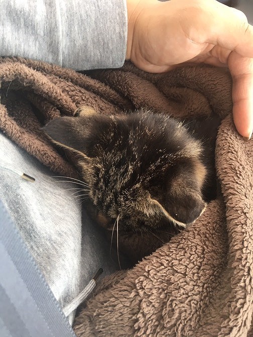 保護したばかりのチビ。なかなか食事も食べず命すら危なかった