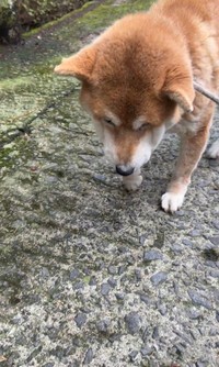 しょんぼり…ご飯も喉を通らないひまわりちゃん（「柴桜 三朗太」さん提供、Xよりキャプチャ撮影）