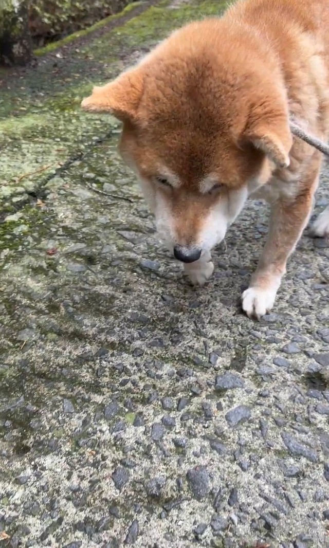 しょんぼり…ご飯も喉を通らないひまわりちゃん（「柴桜 三朗太」さん提供、Xよりキャプチャ撮影）