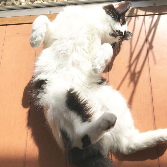 おなかに日が当たって気持ちよさそうな、小夏ちゃんの弟分、虎徹くん（まりさん提供）