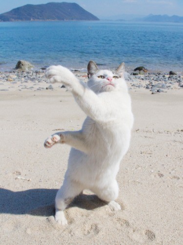 （C）Yamamoto Masayoshi