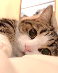 添い寝風のひなたくん（画像提供:しずわらひなたさん）