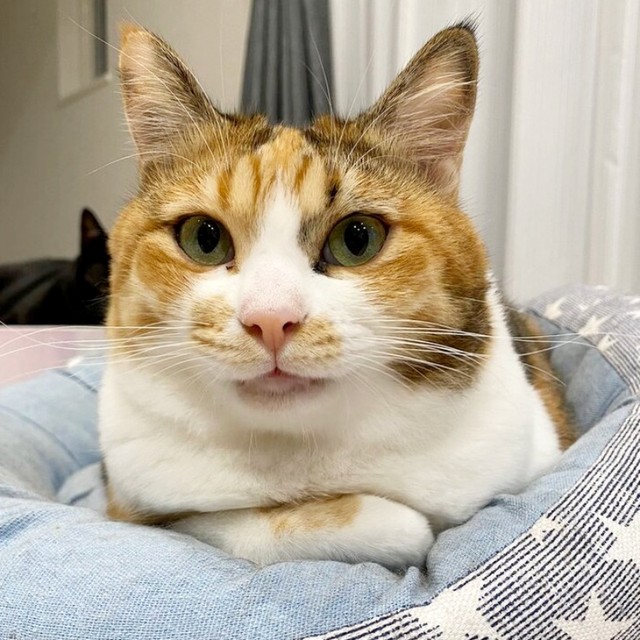 飼い主さんをじっと見つめるハナちゃん（画像提供：４匹の猫のママさん）