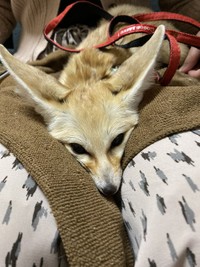 くつろいでいるフェネックのアイ（画像提供：登田さん）