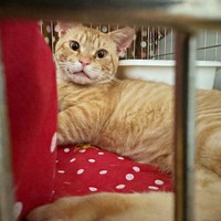 保護直後、ちゃんさんは推定3、4歳でした（画像提供：床さん）