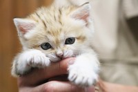 飼育員の手をがぶり（神戸どうぶつ王国提供）