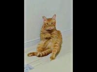 突然、電気がついて驚き、固まってしまった元保護猫のアズドラくん（画像提供：アズドラさん）