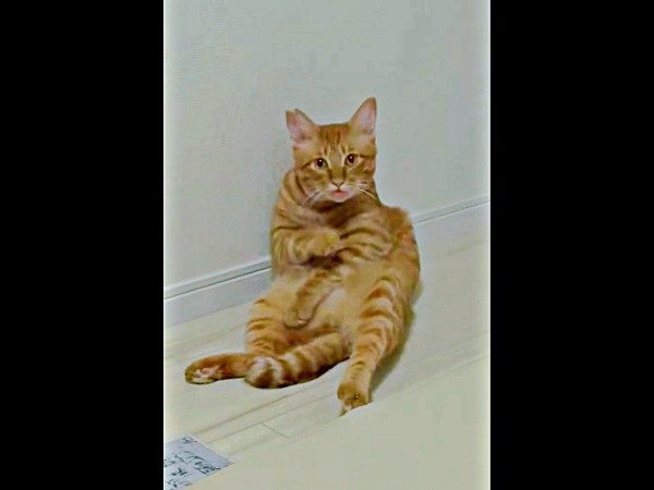 突然、電気がついて驚き、固まってしまった元保護猫のアズドラくん（画像提供：アズドラさん）