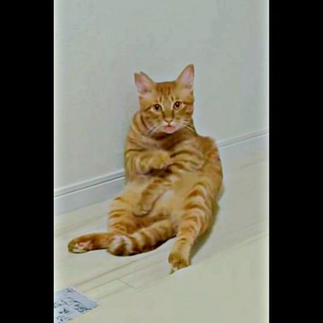 突然、電気がついて驚き、固まってしまった元保護猫のアズドラくん（画像提供：アズドラさん）