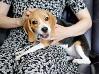 膝上でゴロン♡ 甘えん坊な一面も愛らしいこうめちゃん（画像提供：koumeさん）