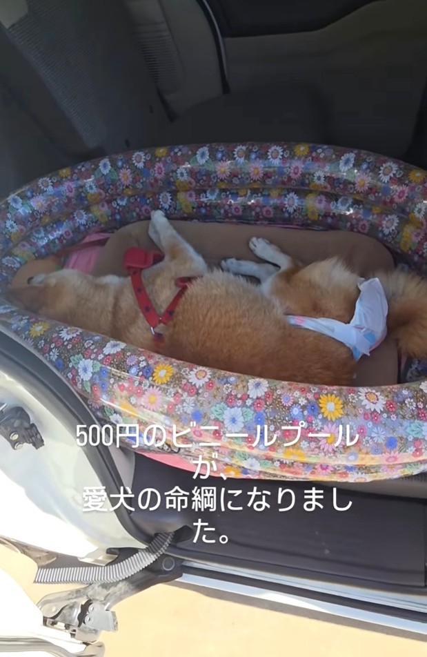 500円のビニールプールが、愛犬の命綱になったという（北村 広美さん提供、Instagramよりキャプチャ撮影）