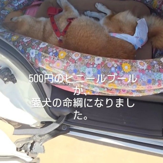 500円のビニールプールが、愛犬の命綱になったという（北村 広美さん提供、Instagramよりキャプチャ撮影）