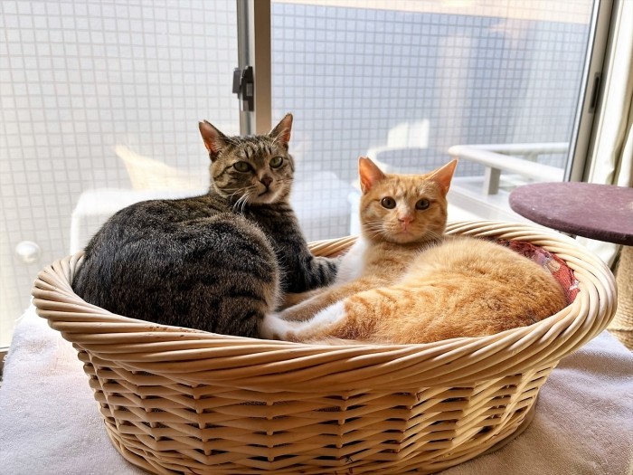 「ロング兄ちゃんと一緒のおうちにもらわれていきたいな」（齊藤さん提供