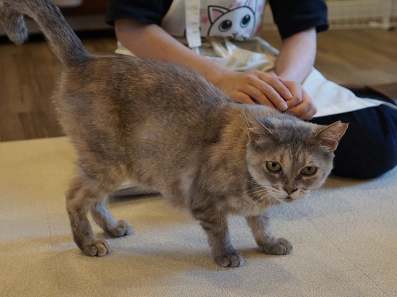 「私を先に撮りなさいよね」。女帝の一面も持つ６歳のゆらちゃん。「人が好きであごを触られたり頭をなでなでされるのも好き」