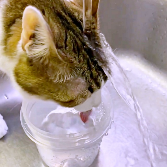 ナナちゃんは頭に当たっている水をまったく気にせず飲み続けました（画像提供：@Mke_nekodakuさん）