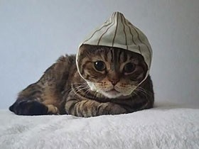 ツンデレだけどいやし系　スコティッシュフォールド「てんじゅ」