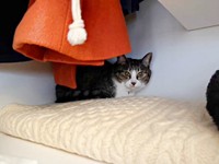 クローゼットに引きこもるルナちゃん（画像提供：yuさん）