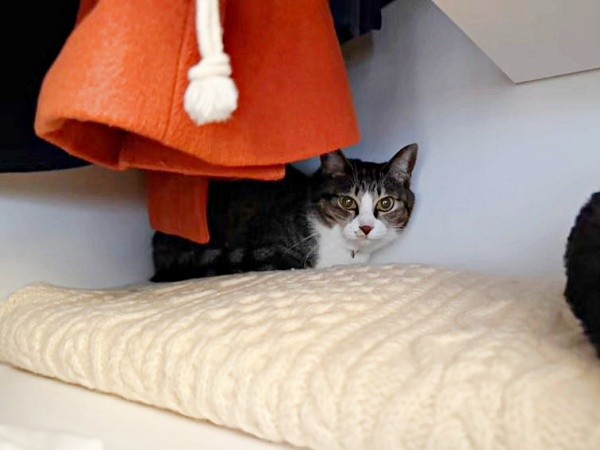 クローゼットに引きこもるルナちゃん（画像提供：yuさん）