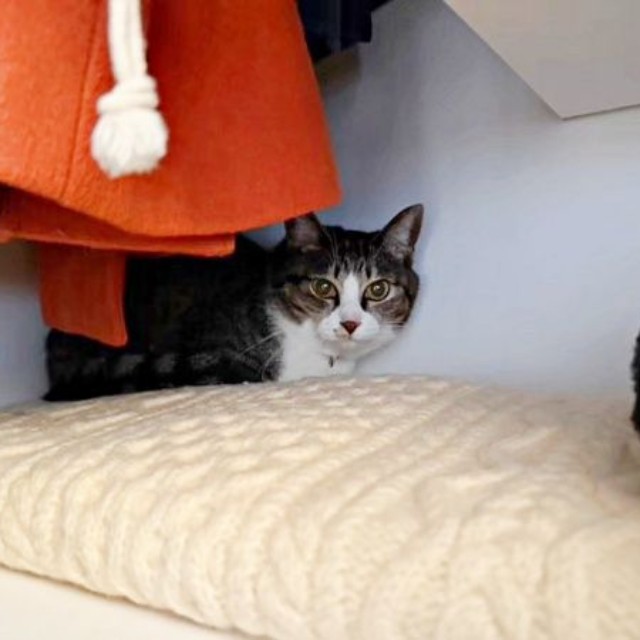 クローゼットに引きこもるルナちゃん（画像提供：yuさん）