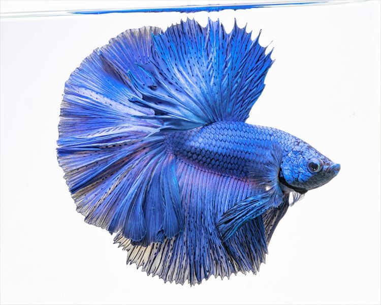 In a photo provided by Kasey Clark, a royal blue betta. Scientists found that the fish were gradually domesticated like dog breeds into the beautiful shapes and colors that turn up today in pet stores. (Kasey Clark via The New York Times) -- NO SALES; FOR EDITORIAL USE ONLY WITH NYT STORY SCI BETTA FISH BY ANNIE ROTH FOR MAY 14, 2021. ALL OTHER USE PROHIBITED. --