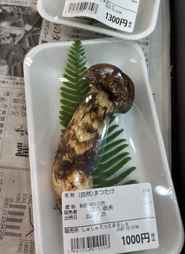 国産松茸が1000円！？（たびぼっちさん提供）