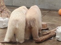 お尻並べてフブキユキ