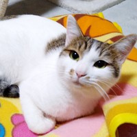 かわいらしく甘えるミルちゃん（画像提供：こうめさん）