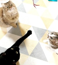 3ニャンが大集合！ （左下から時計回りに）黒猫のテテちゃん、きなこちゃん、ココちゃん（画像提供：つくきな ココテテさん）