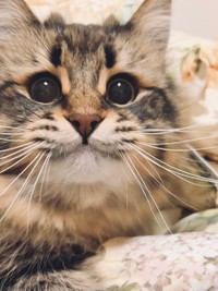 ねえ、こんな可愛い顔も見てね＝ヤマネコさん（@ymnc_rf）提供