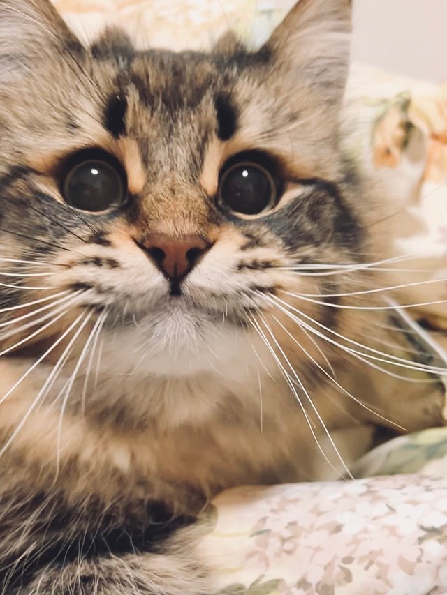 ねえ、こんな可愛い顔も見てね＝ヤマネコさん（@ymnc_rf）提供