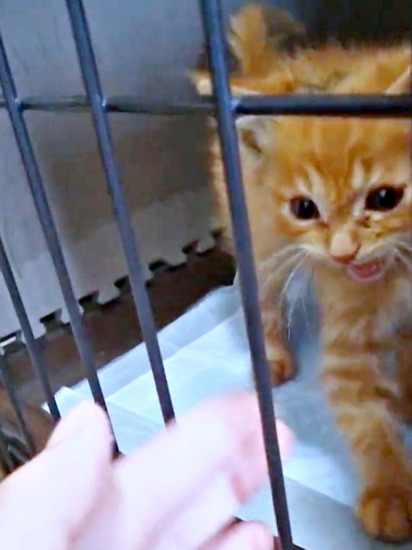 保護直後、生後1、2カ月ほどの小さな子猫だった虎太郎くん画像提供：梅虎さん）