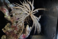 トリノアシ(提供:四国水族館)