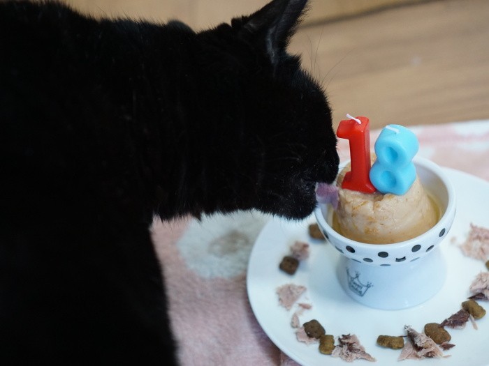 何にせよ、鳴いて食べてくれるのはありがたいこと。今年の１０月、１８回目のおうち記念日の時のイヌオ。にゃー「こっちゃんとお皿がおそろいだあ」