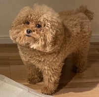 ※シキさん提供